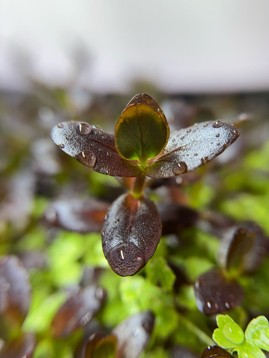 Basic Aquatic Plant Care Guide