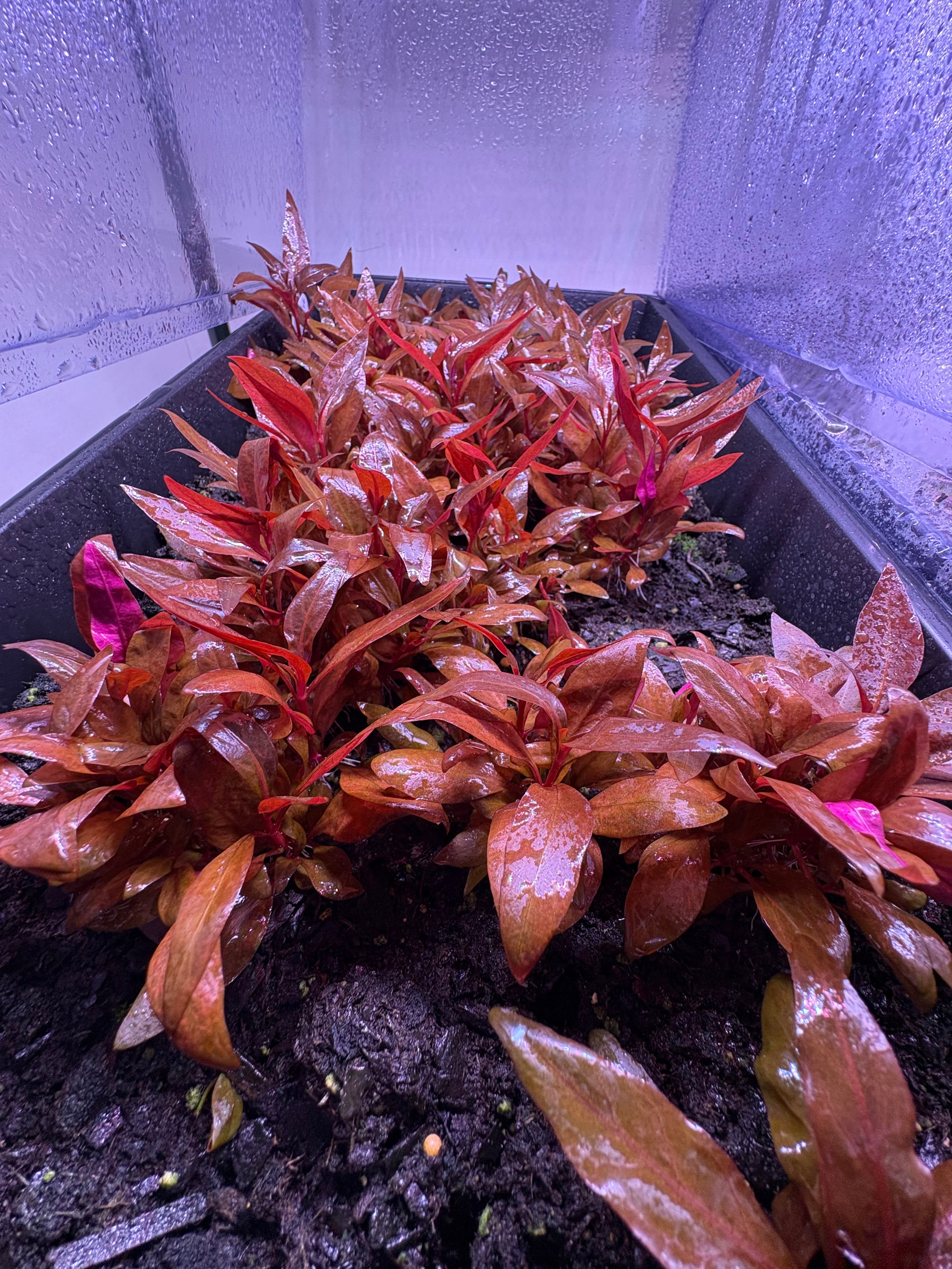 Alternenthera reineckii ‘Mini’