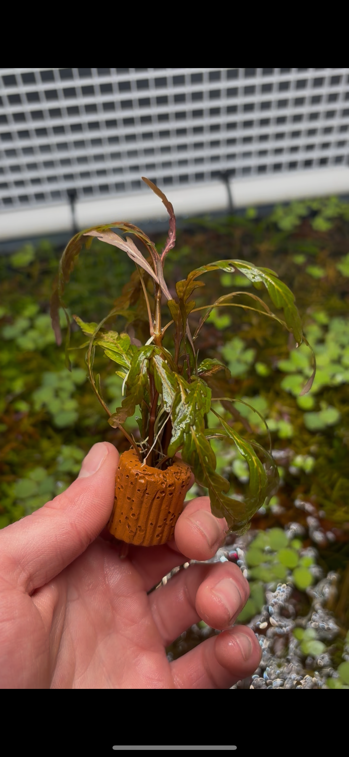 Hygrophila Pinnatifida
