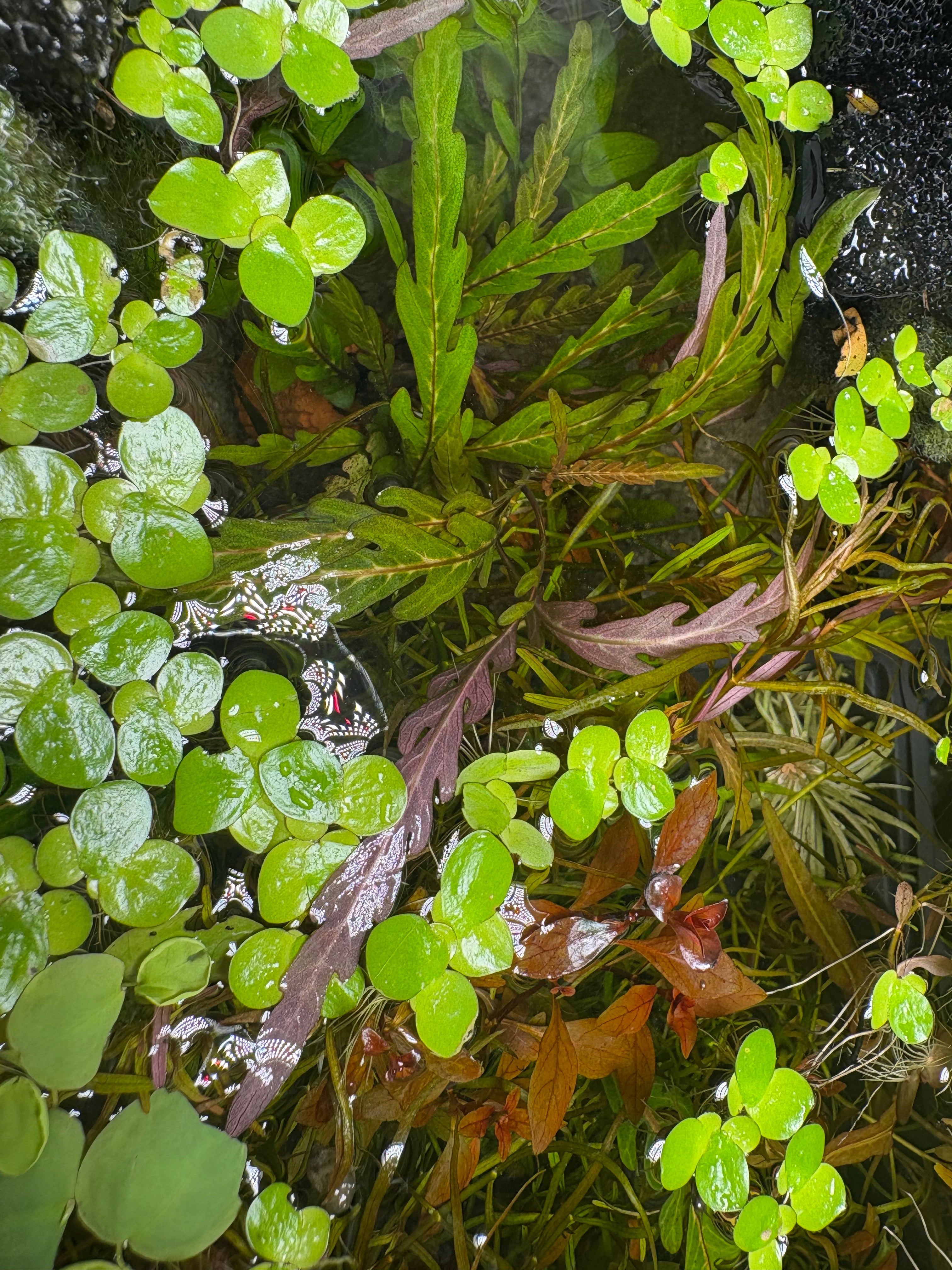 Hygrophila Pinnatifida