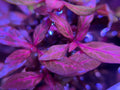 alternanthera rosanervig