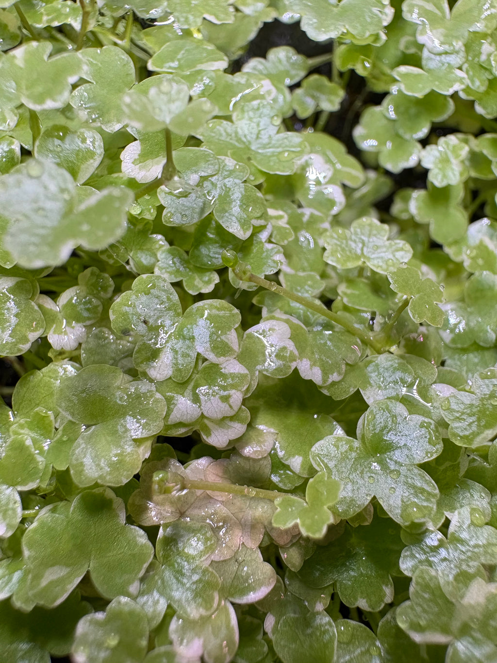 Hydrocotyle Japan Mini Variegated