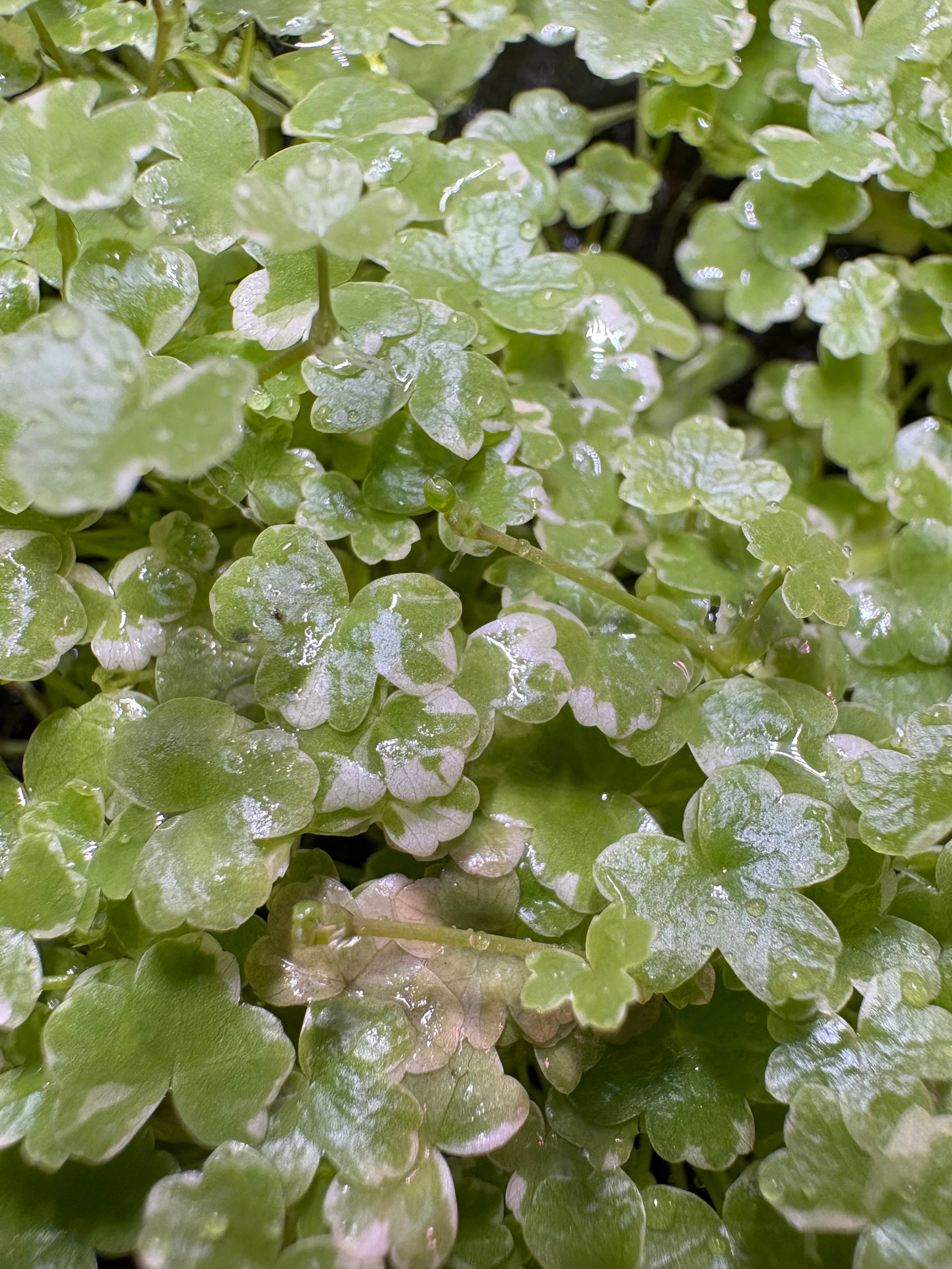 Hydrocotyle Japan Mini Variegated
