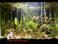 Cryptocoryne wendtii