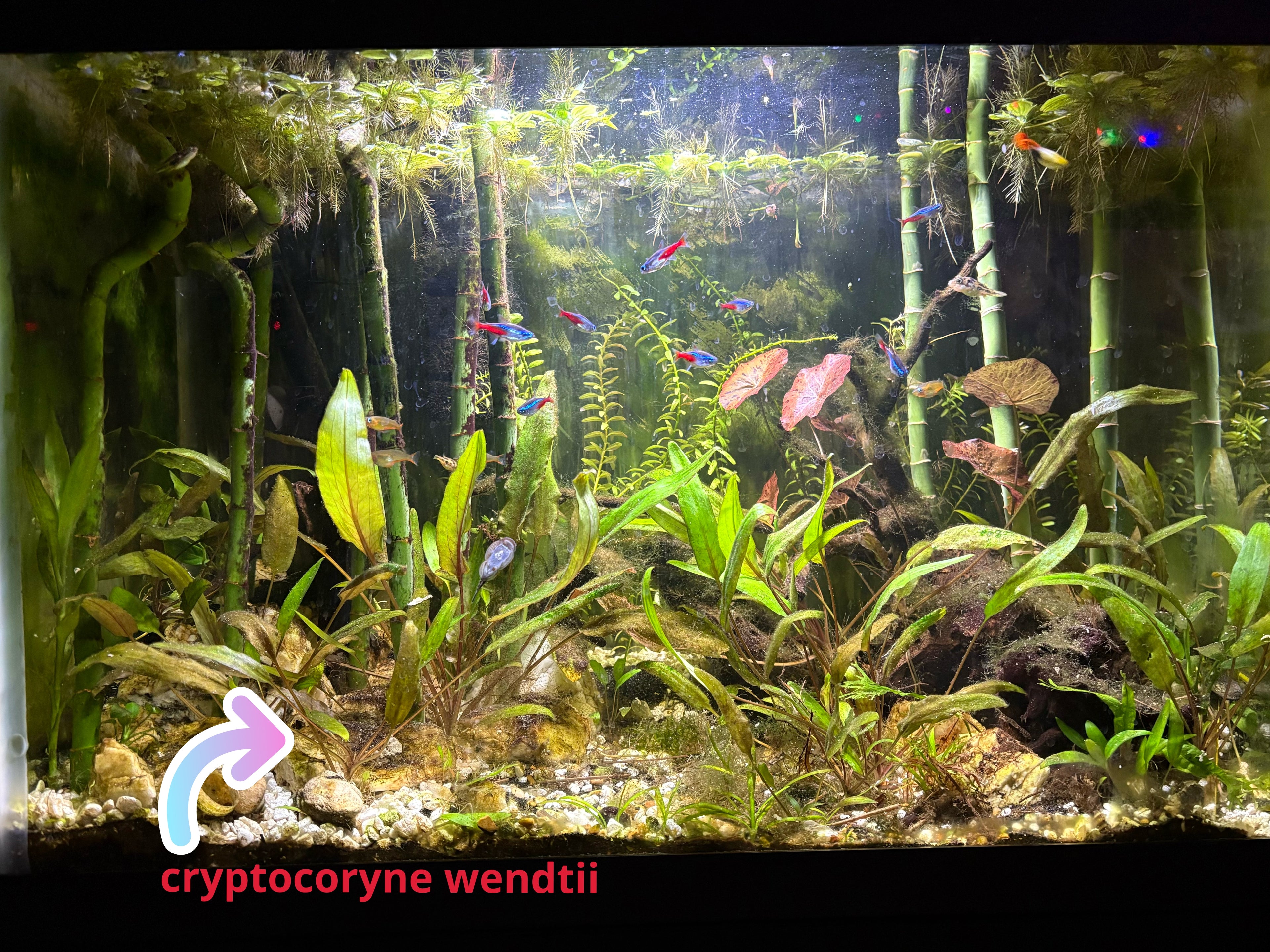 Cryptocoryne wendtii