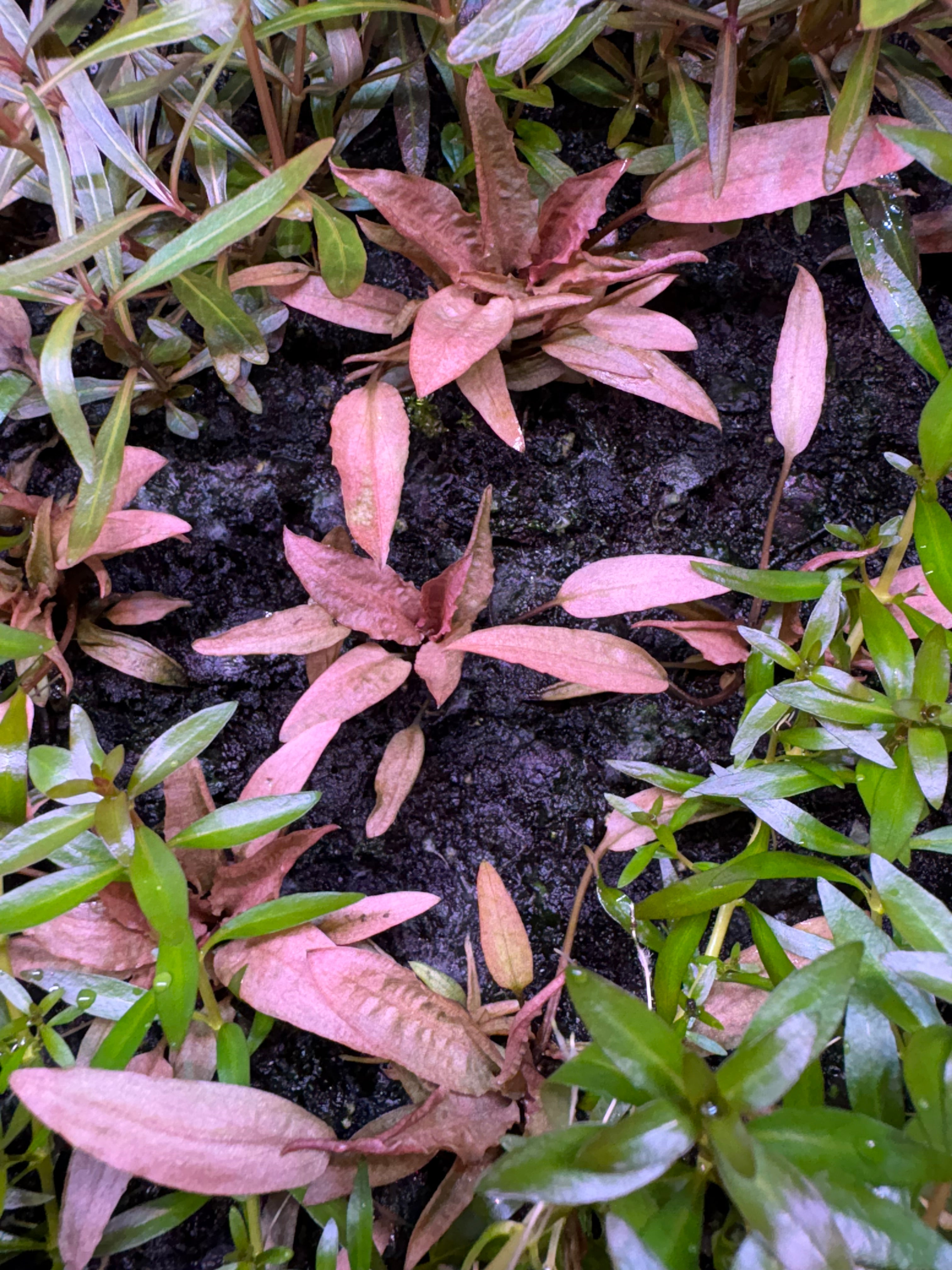 Cryptocoryne beckettii