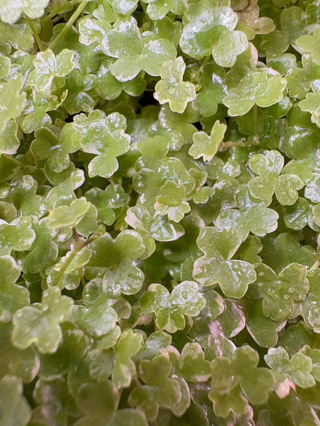 Hydrocotyle Japan Mini Variegated