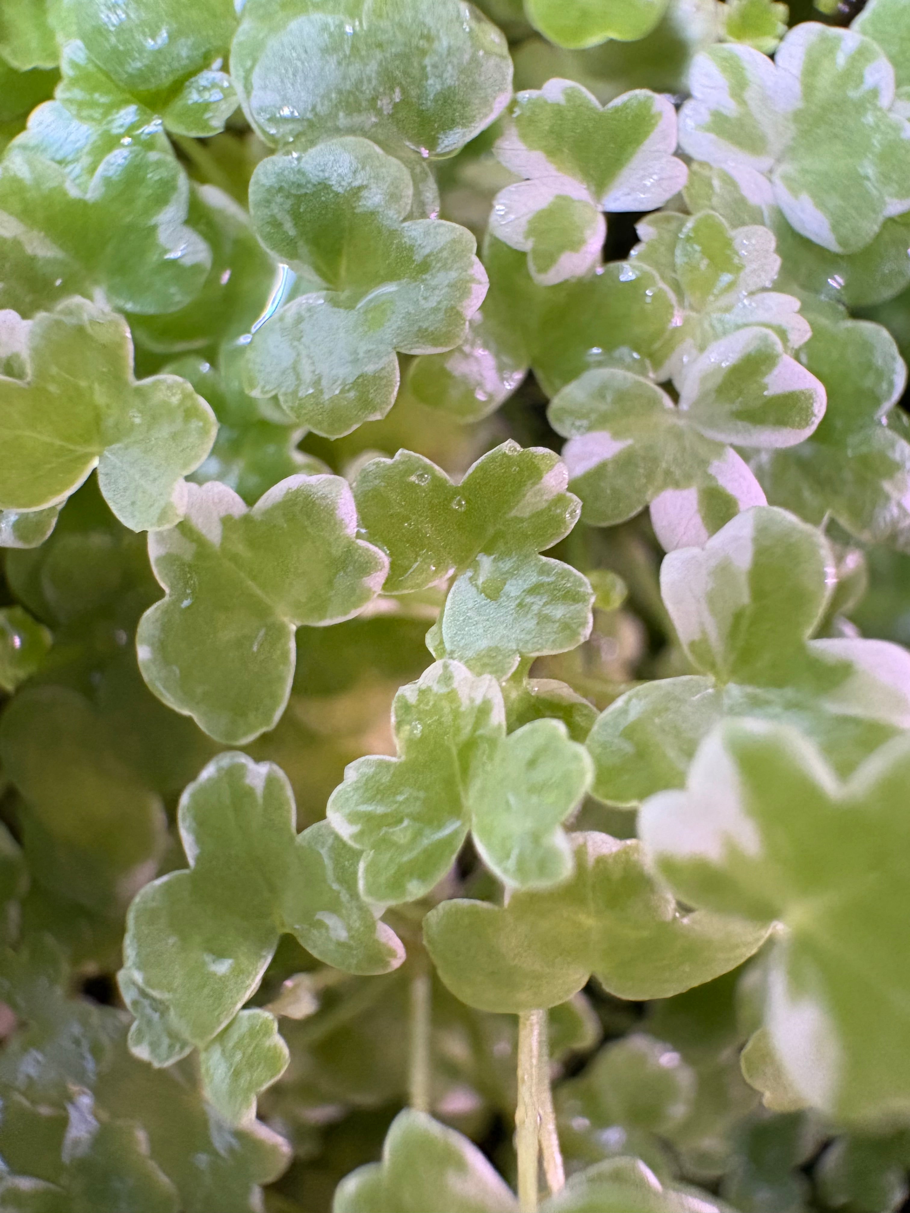 Hydrocotyle Japan Mini Variegated