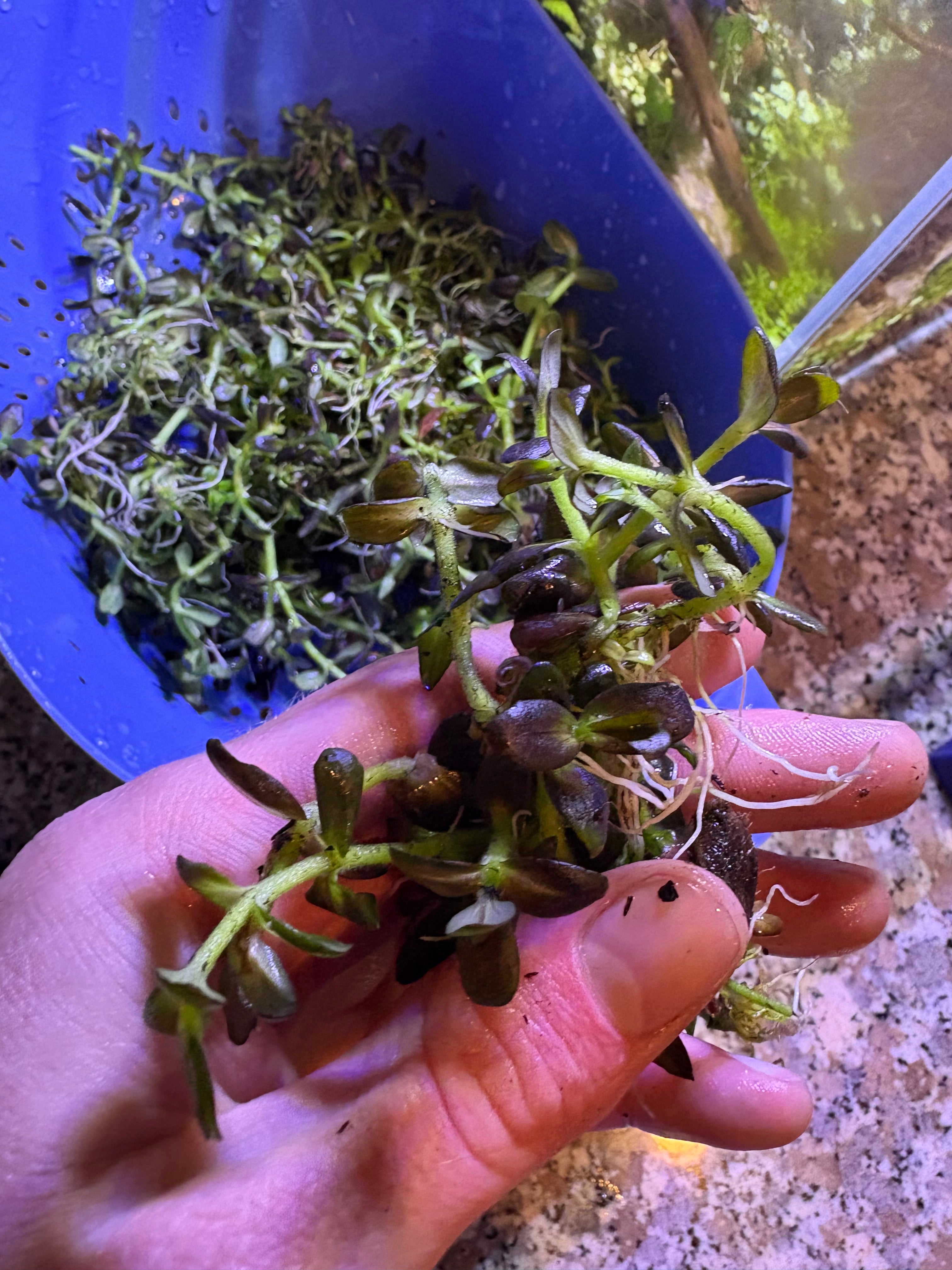 Bacopa Salzmannii Purple SG