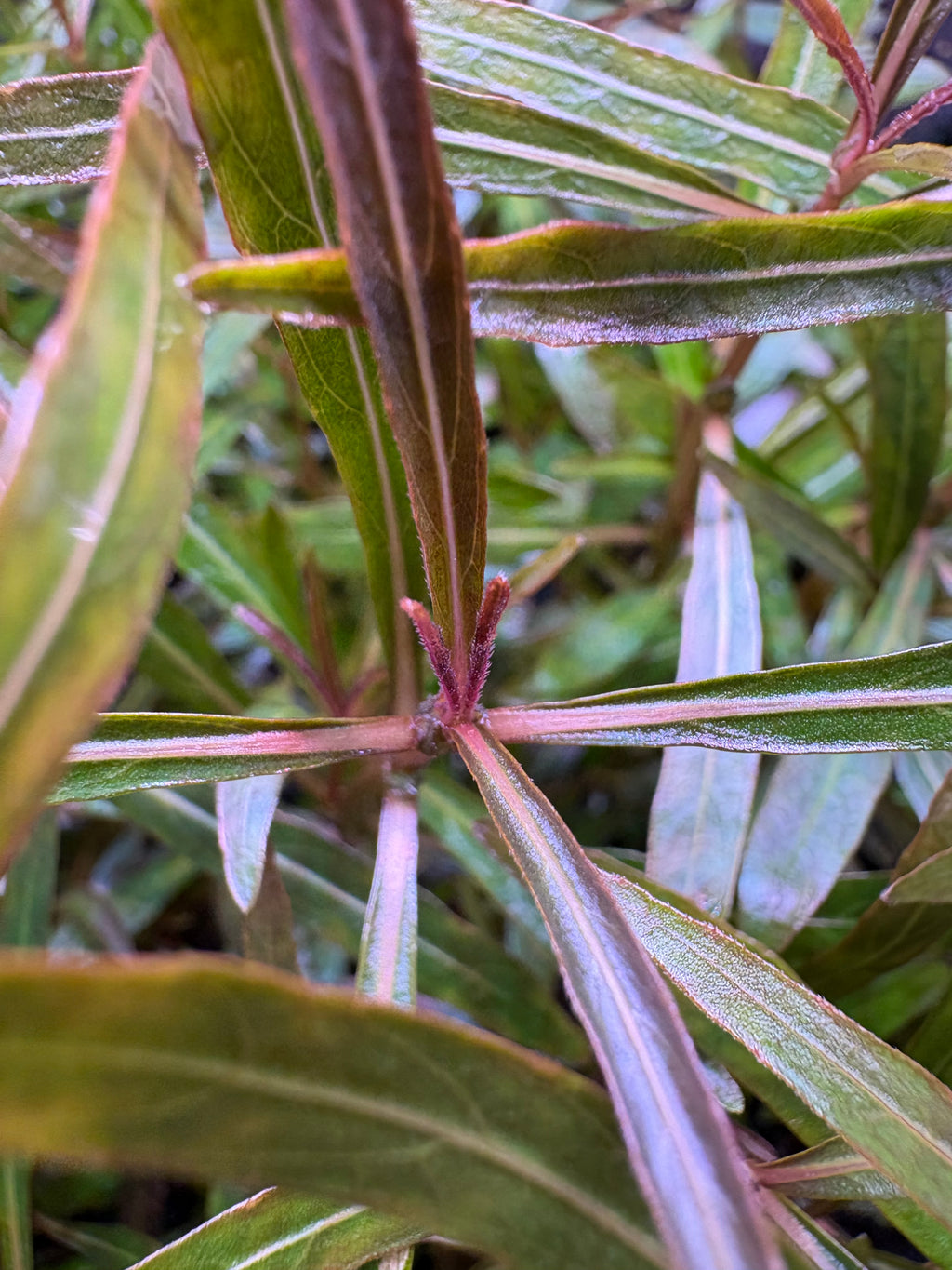 Hygrophila Araguaia