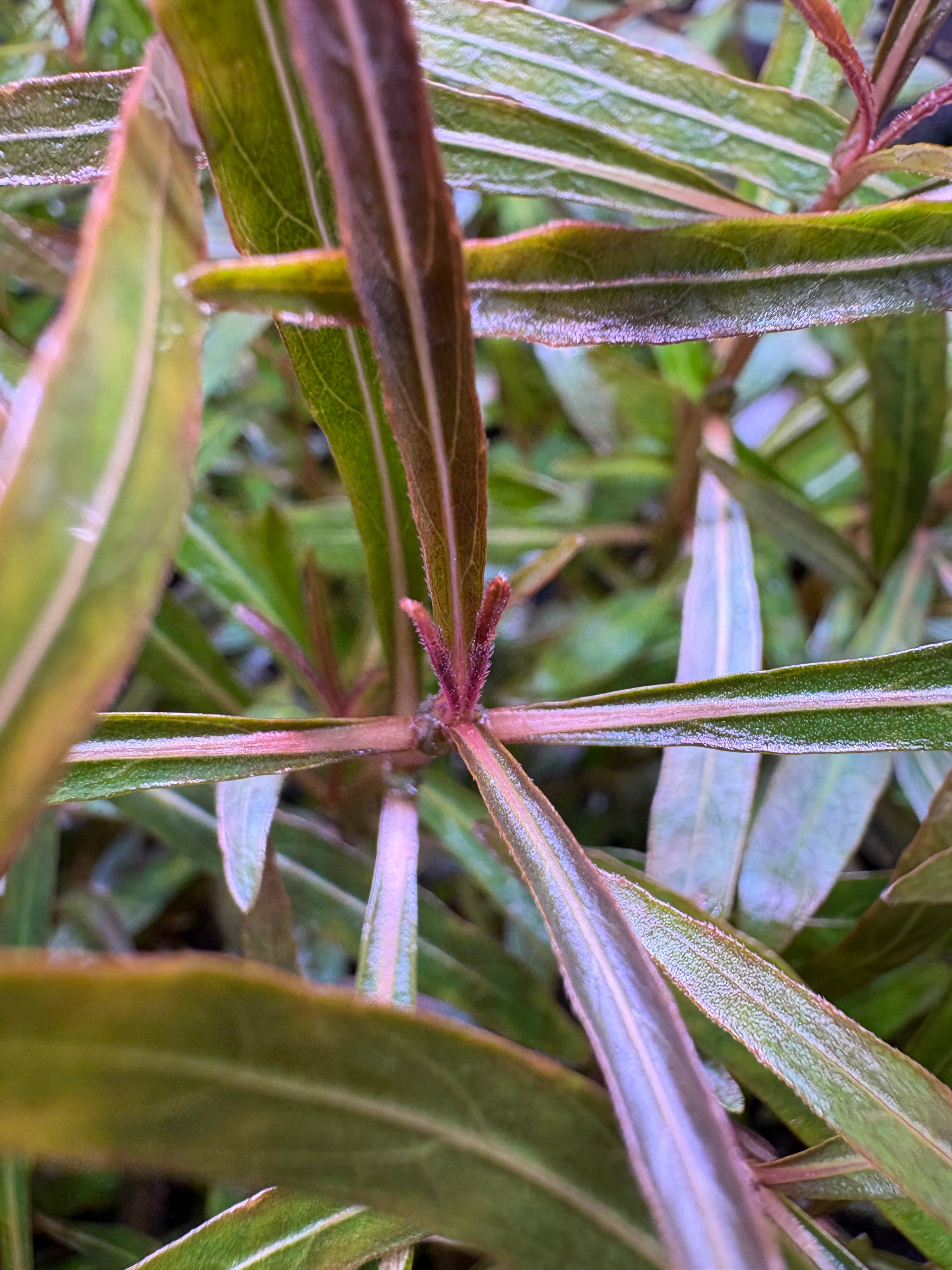 Hygrophila Araguaia
