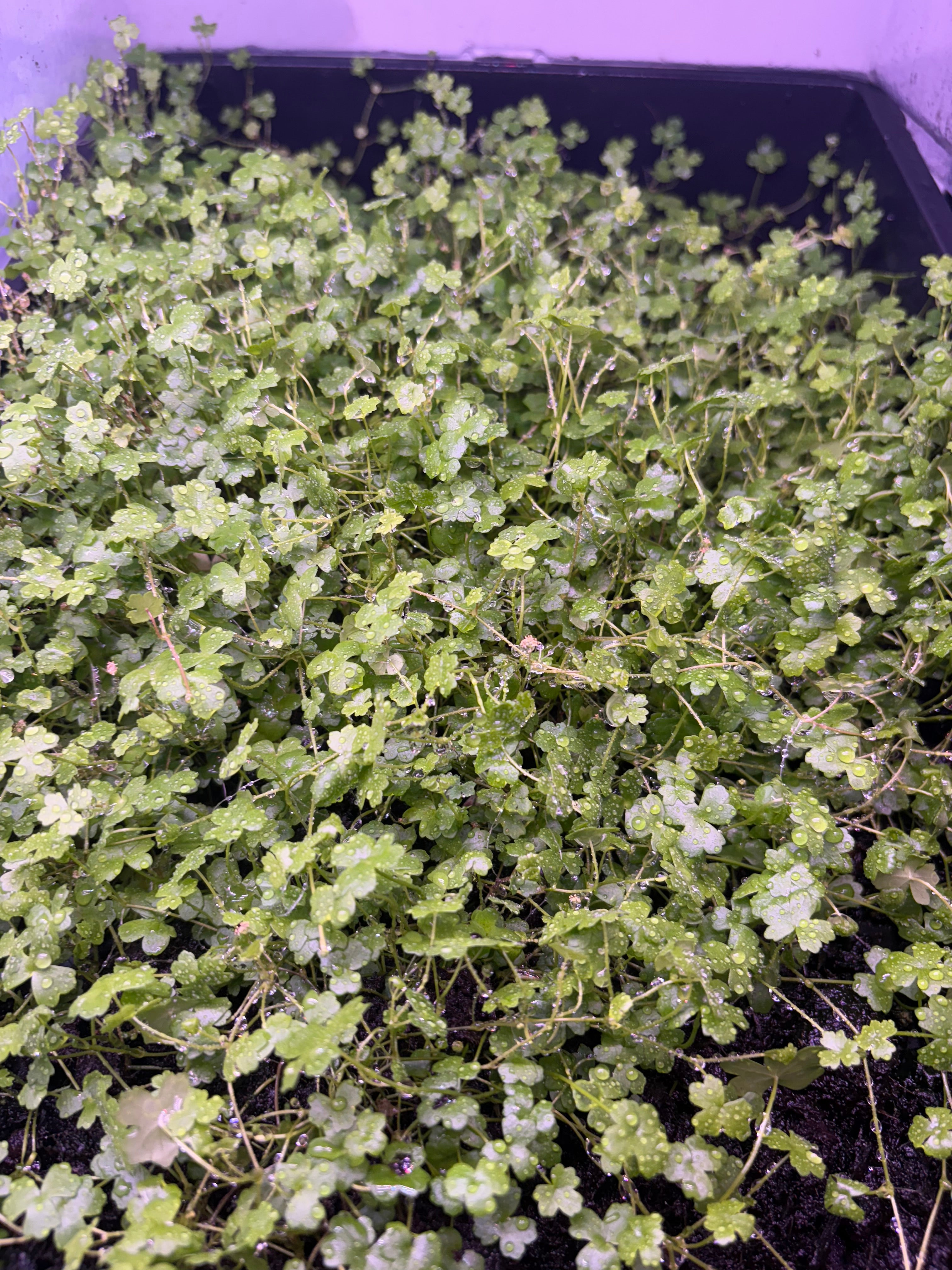 Hydrocotyle tripartita