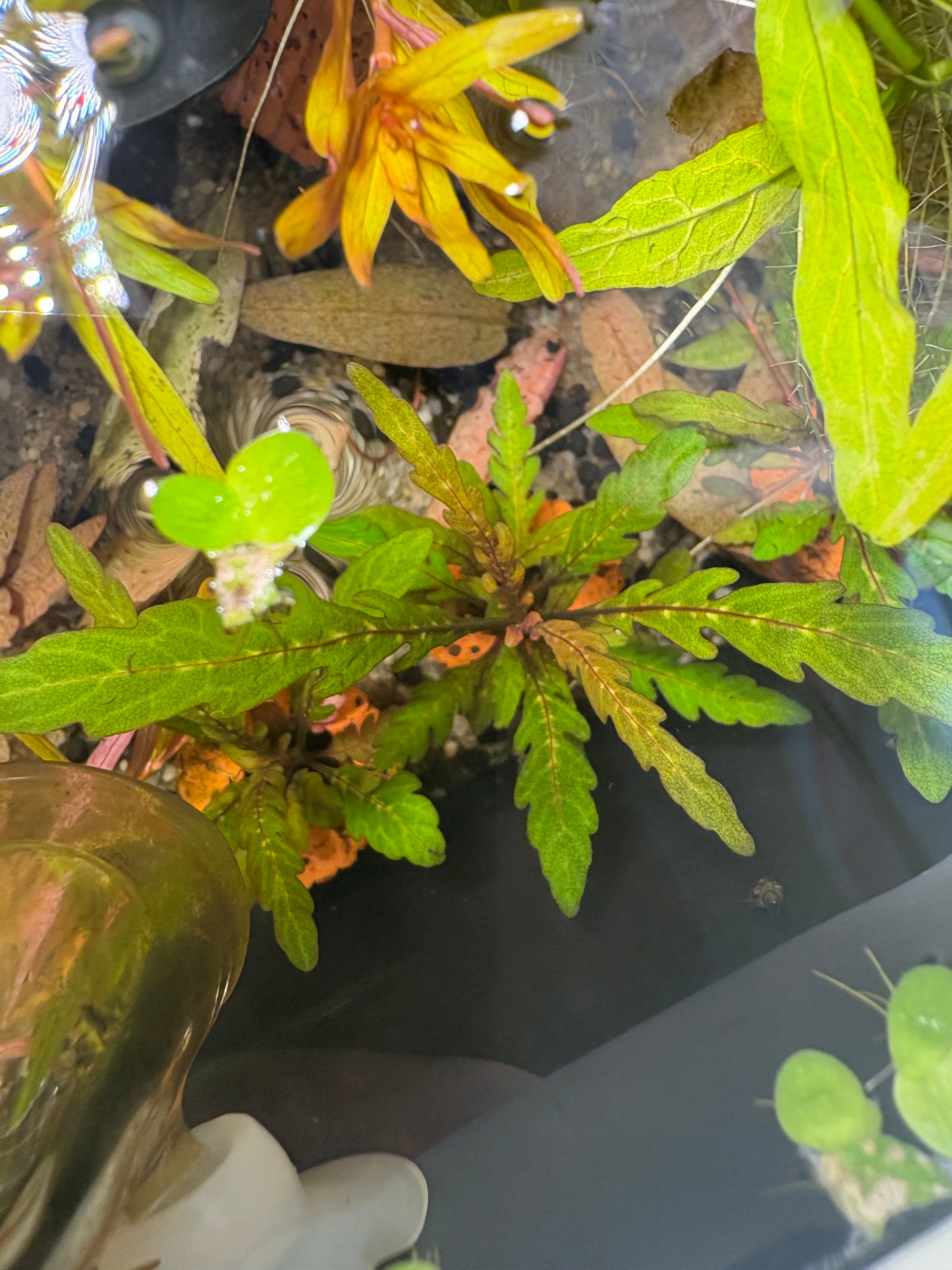 Hygrophila Pinnatifida
