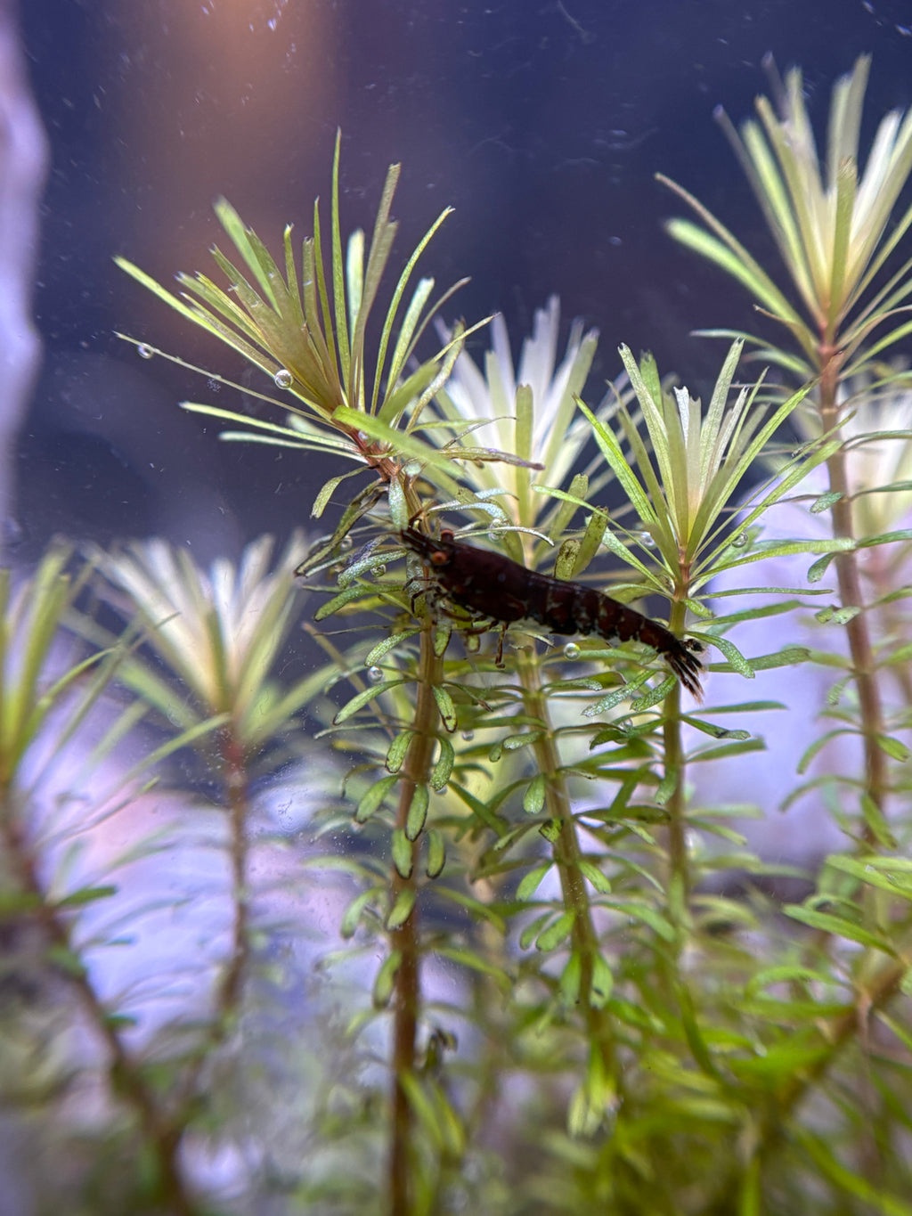 Rotala Wallichii