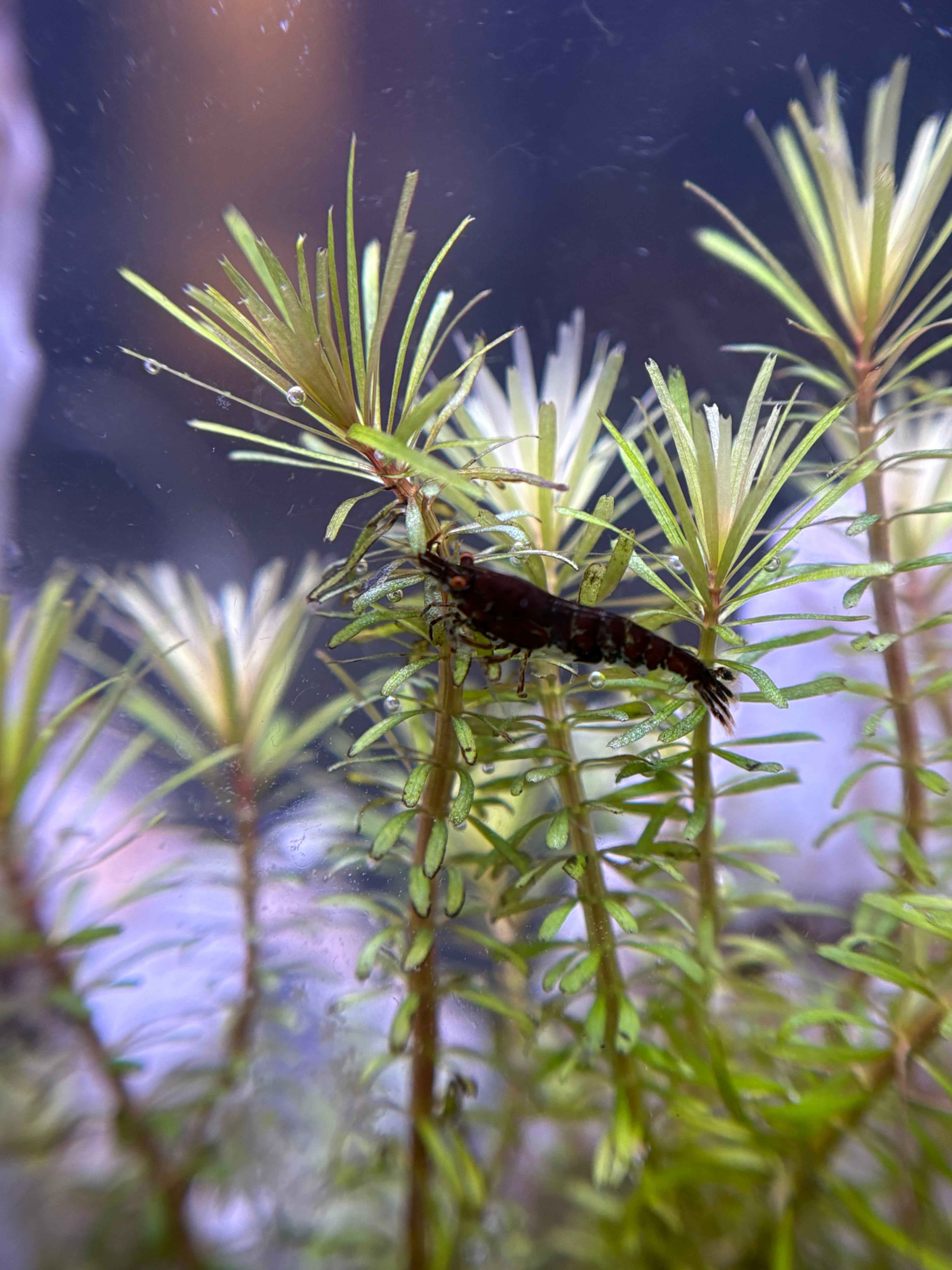 Rotala Wallichii