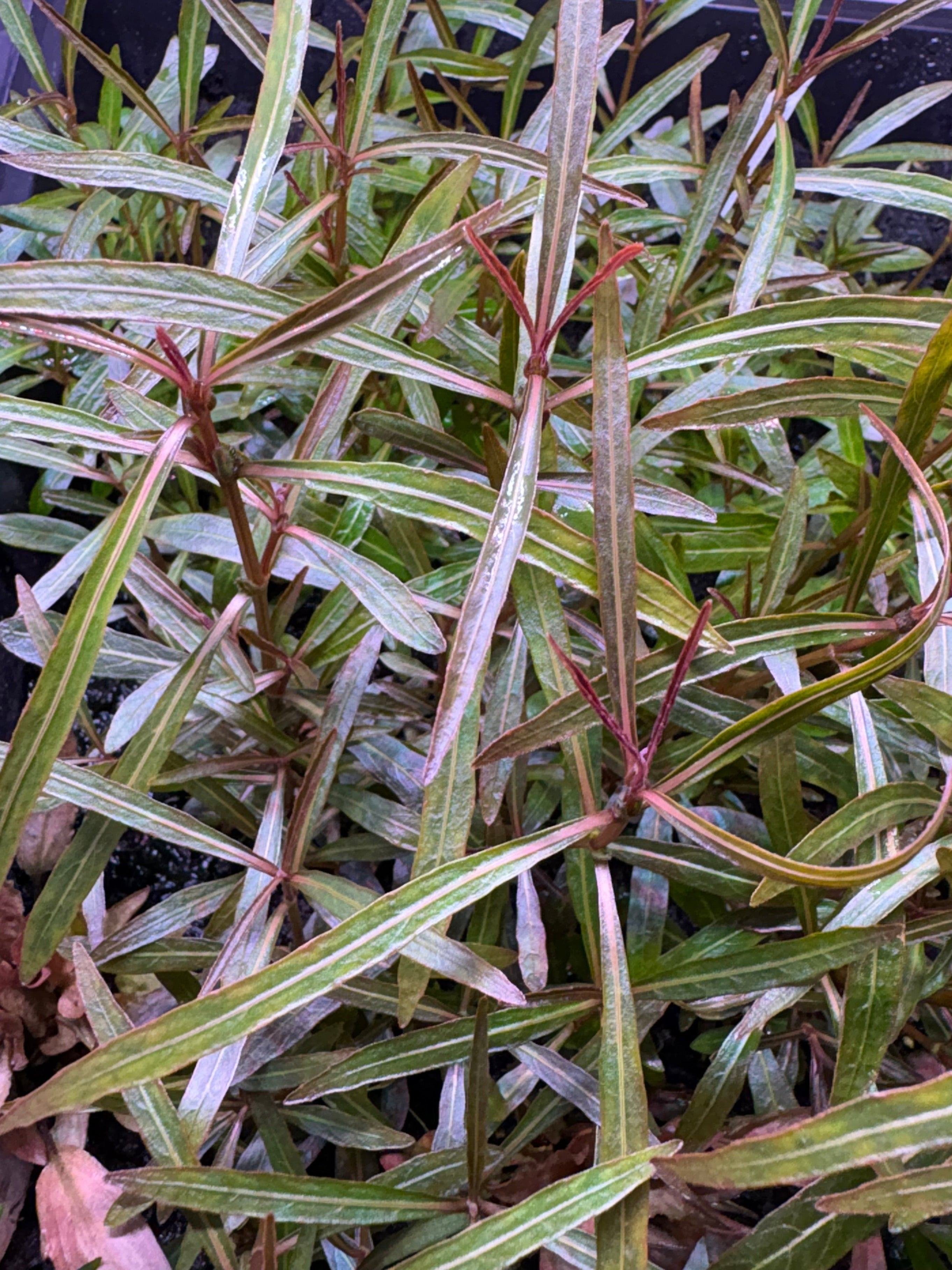 Hygrophila Araguaia