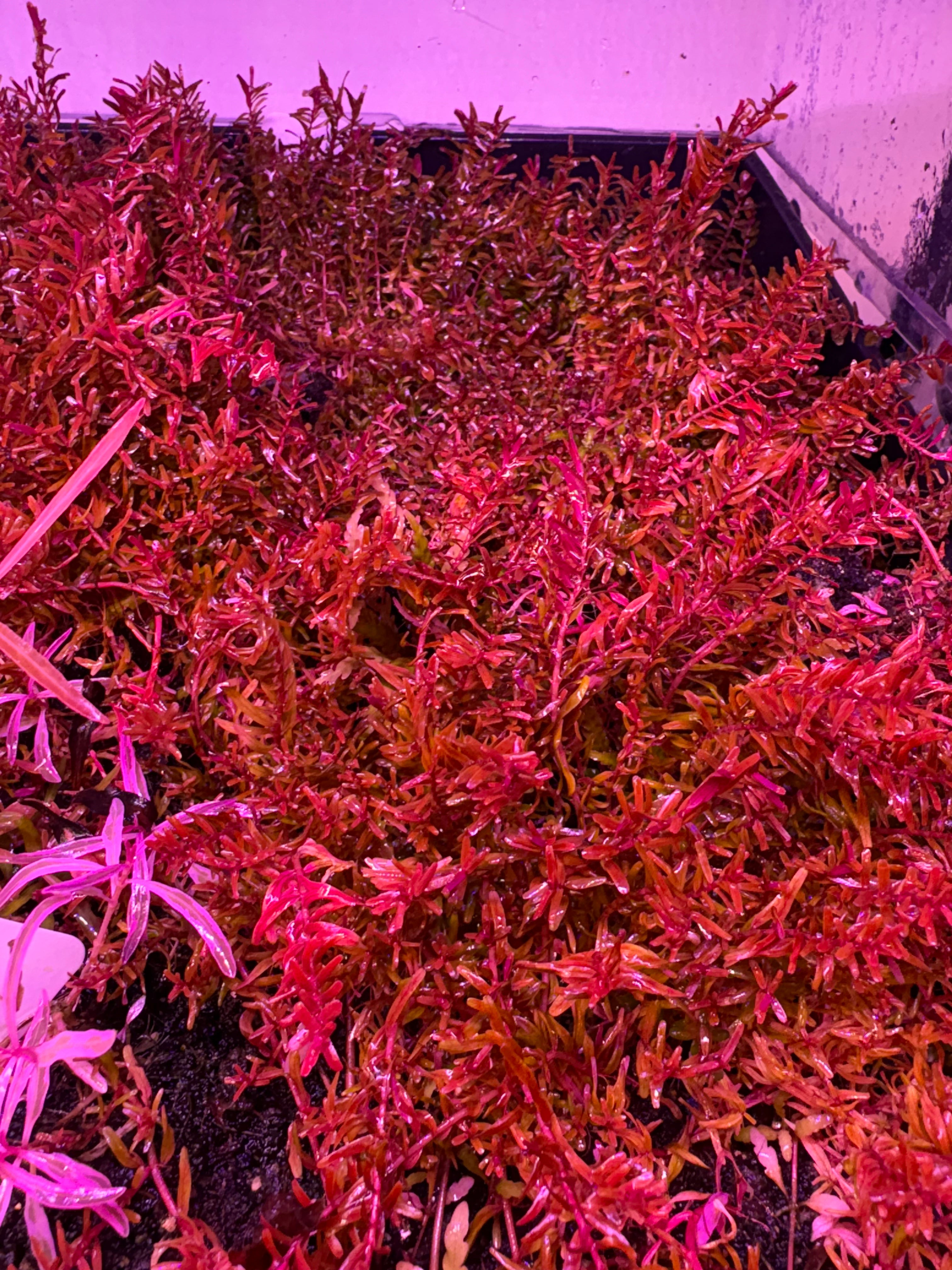 Rotala H'ra - Aquarium Plant
