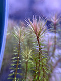 Rotala Wallichii