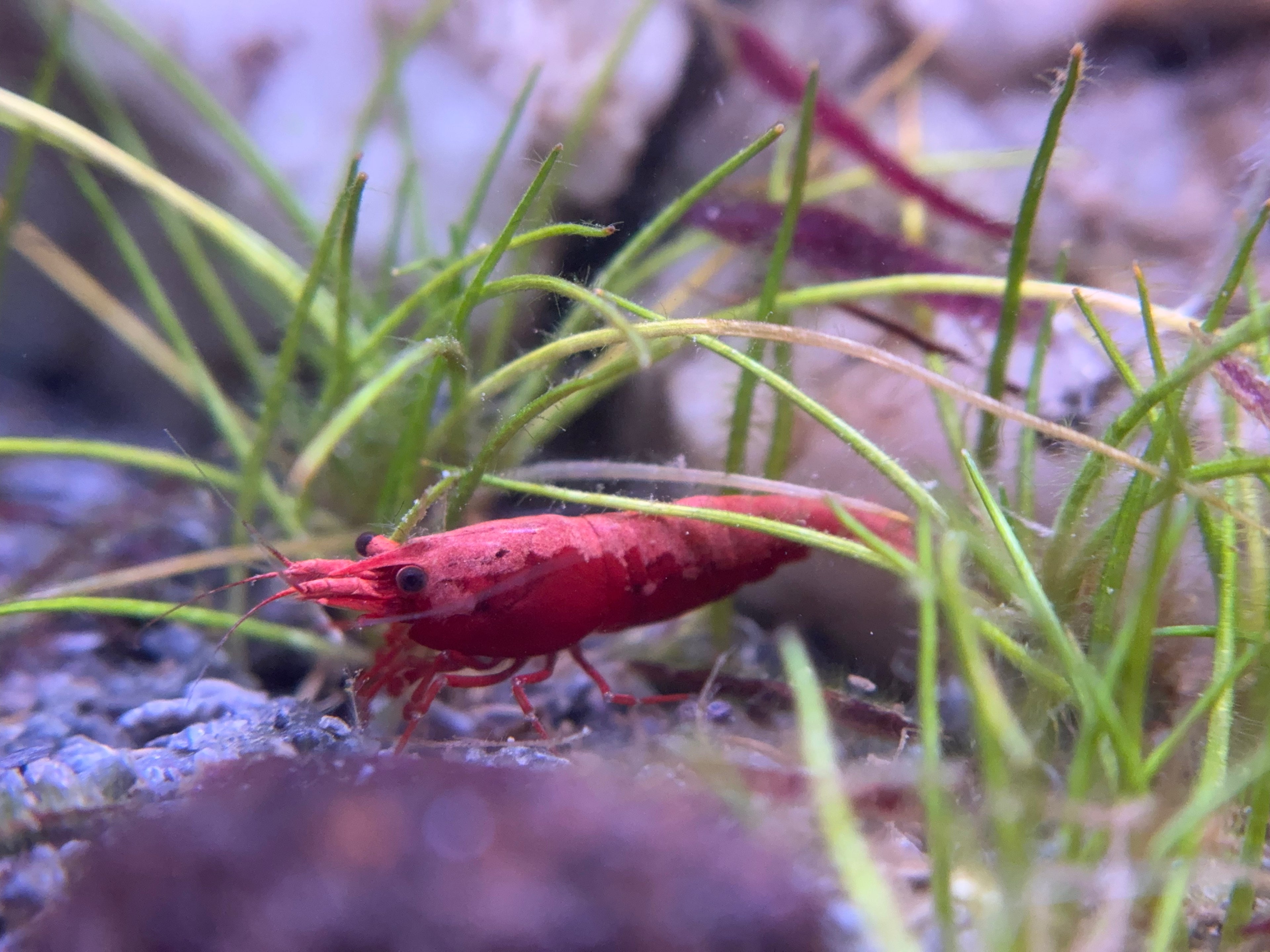 Red Neocaradina - 10 pack